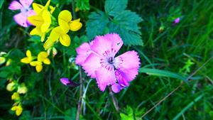 Dianthus nitidus