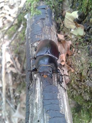 Lucanus cervus - samica