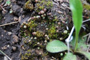 Mannia triandra na TMP1