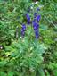 Aconitum firmum subsp. moravicum