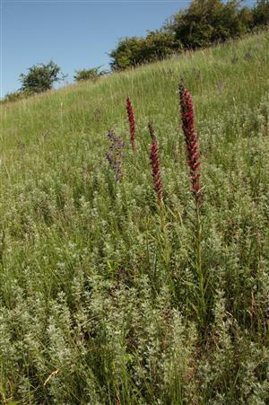 Echium russicum pri Beši