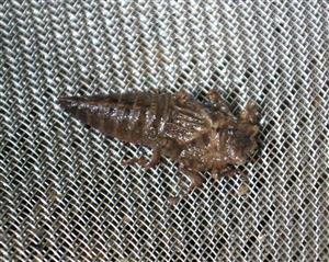 larva C. heros