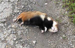 Cricetus cricetus is dead