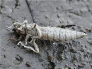 exúvium G. flavipes