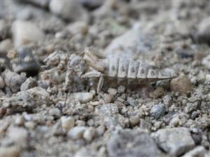 exúvium G. flavipes
