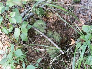 Leucobryum glaucum