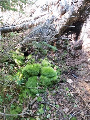 Leucobryum glaucum, optimálna podoba, stav sa zlepšuje