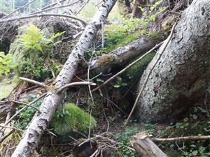 Leucobryum glaucum  - pôdny povrch je súčasť vývratu smreka