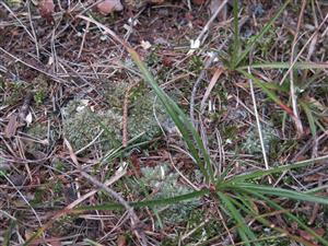 Leucobryum glaucum 