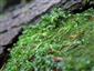 buxbaumia viridis