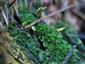 buxbaumia viridis