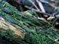 buxbaumia viridis