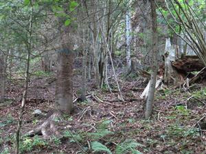 Lesný porast na sutinách a skalných bralách