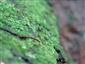 Buxbaumia viridis