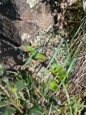 Lacerat viridis