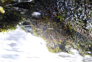 Ochyraea tatrensis na TMP5