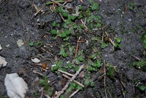 Mannia triandra
