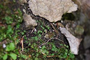 Mannia triandra