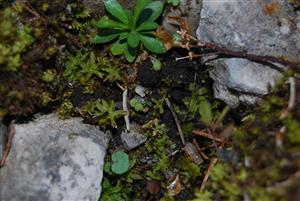 Mannia triandra