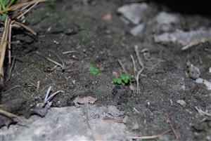 Mannia triandra na TMP1