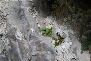 Mannia triandra na TMP7