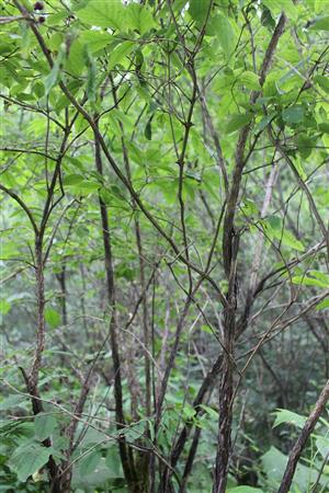 Lonicera nigra s požekami lariev fuzáča zemolezového.