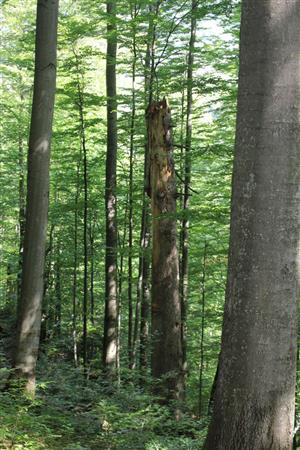 Fotografia zachytáva biotopy druhu v TML.