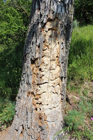 Pobytové znaky Cerambyx cerdo.
