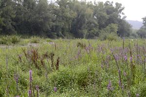 Lythrum salicaria a druhy rodu Persicaria.