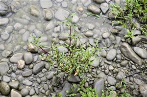 Persicaria lapathifolia subsp. brittingeri.