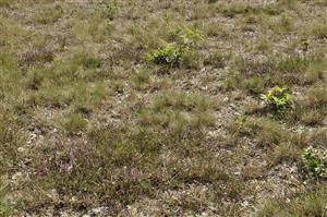 Prechod Lk1 do psicových porastov Tr8 s vresom a Nardus stricta