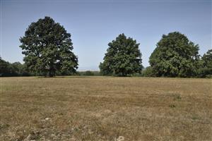 Celkový pohľad na lokalitu so solitérnymi dubmi