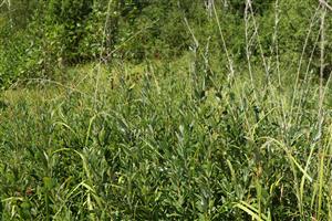 Salix rosmarinifolia na ploche.