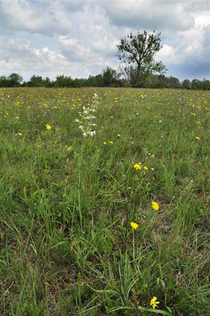 Silene multiflora v poraste aluviálnej lúky