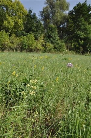 Allium angulosum v poraste