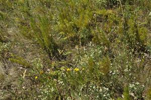 Adonis vernalis v poraste. Aspekt s Inula ensifolia, Dorycnium herbaceum 