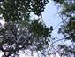 Panónske topoľové lesy s borievkou (10.9.2013)