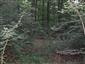 Eurosibírske dubové lesy na spraši a piesku (18.9.2013)