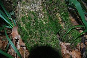 Dicranum viride na TMP13