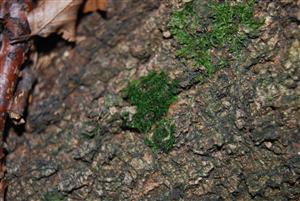 Dicranum viride na TMP6