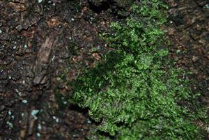 Dicranum viride na TMP5