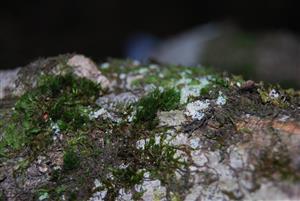Dicranum viride na TMP1