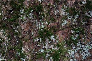 Dicranum viride na TMP6