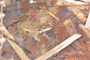 Rana dalmatina 2 jedince