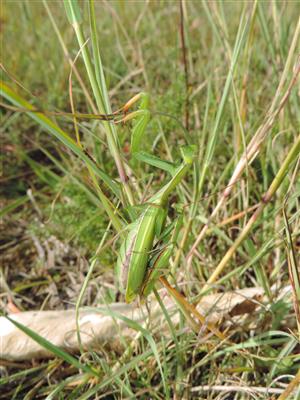 TML_StenEura_004_Mantis religiosa kopulácia