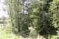 Horské vodné toky a ich drevinová vegetácia so Salix eleagnos (2.8.2014)