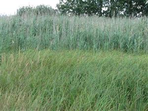 Habitat línie
