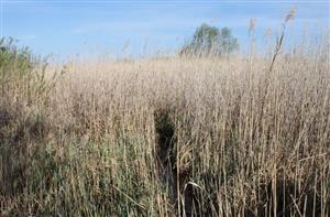 Habitat línie
