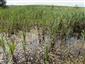 Prirodzené eutrofné a mezotrofné stojaté vody s vegetáciou plávajúcich a/alebo ponorených cievnatých rastlín typu Magnopotamion alebo Hydrocharition (24.6.2014)