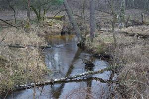 Rudava za hranicou bobrieho areálu